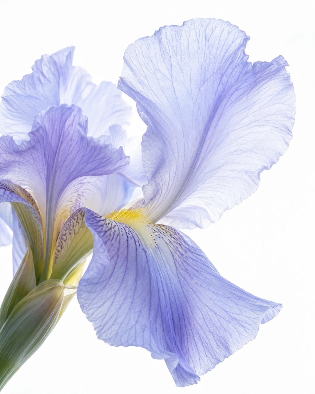 透光花瓣